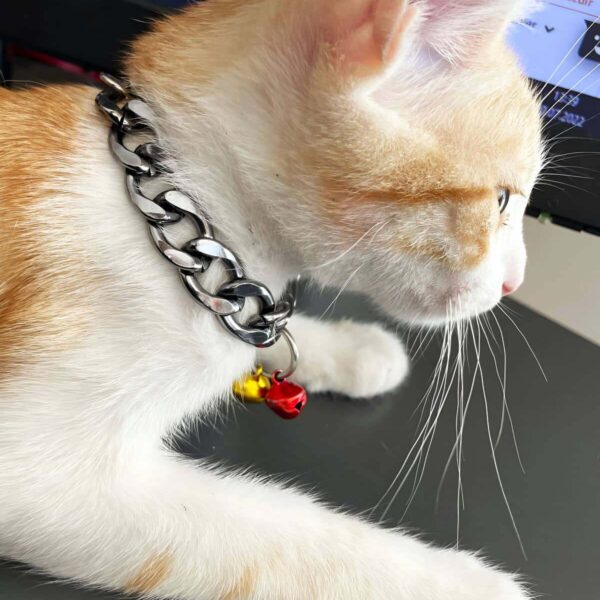Rapçi Kedi Tasması, Zincir ve Zilli Kedi Tasması - NPC012