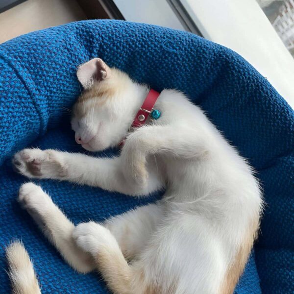 Zilli Deri Kedi Tasması - NPC008